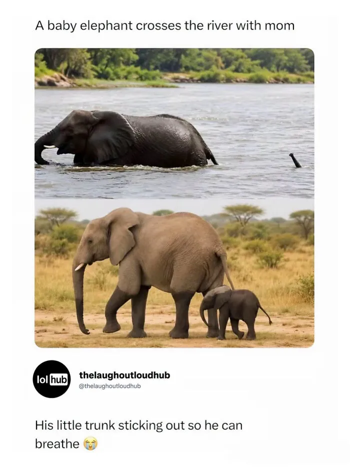 Edgy memes about a baby elephant crossing a river with only its trunk sticking out to breathe