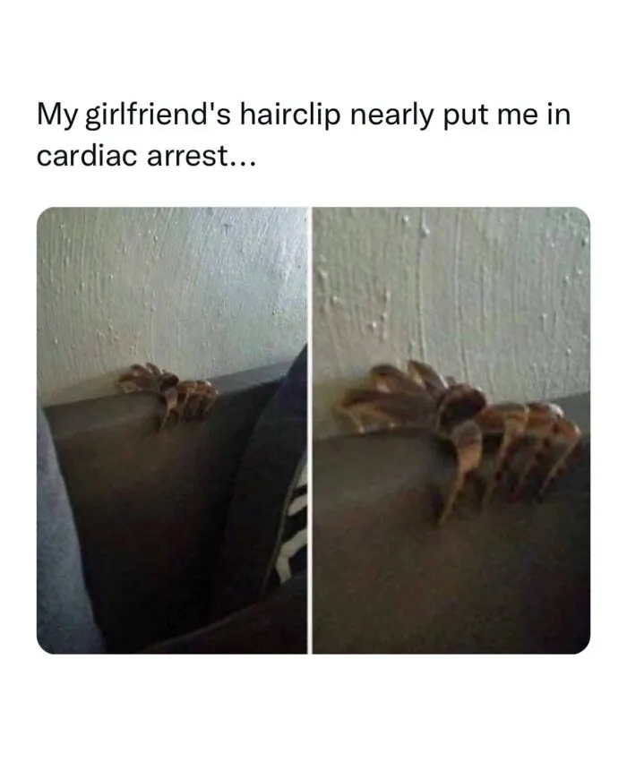 A hairclip resting on a couch looking like a giant spider, a scary yet funny image from edgy memes.