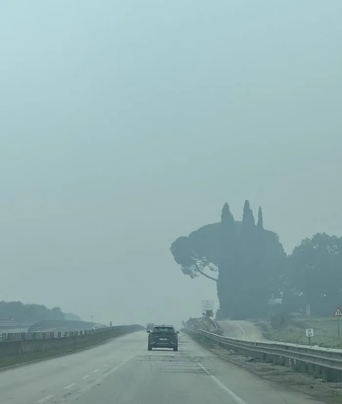 A misty highway driving photo creating optical illusions as trees resemble a giant silhouette.
