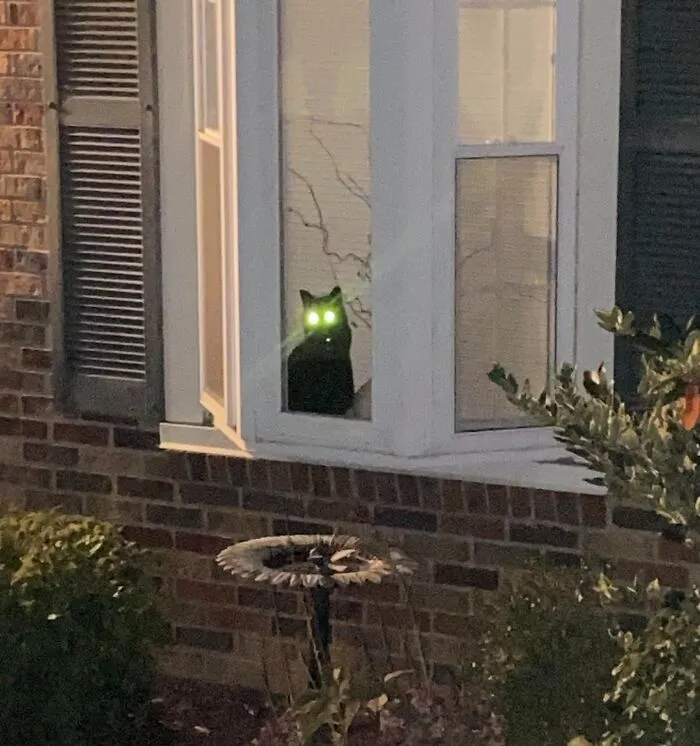 A black cat sitting in a window with glowing green eyes that look like a trick on your eyes at night.