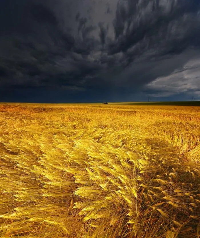 Golden wheat field under dark storm clouds creating a striking photo