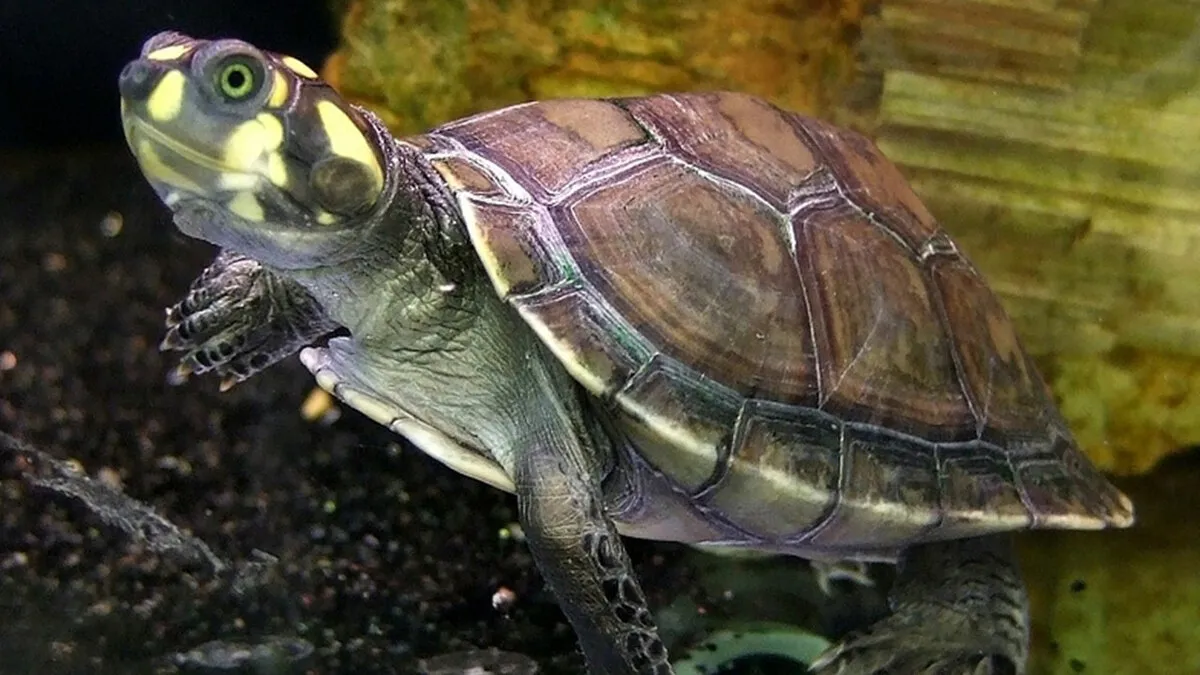 Siekopai Women In The Amazon Use Tradition And Technology To Help Save Vulnerable Turtles