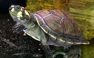 Siekopai Women In The Amazon Use Tradition And Technology To Help Save Vulnerable Turtles