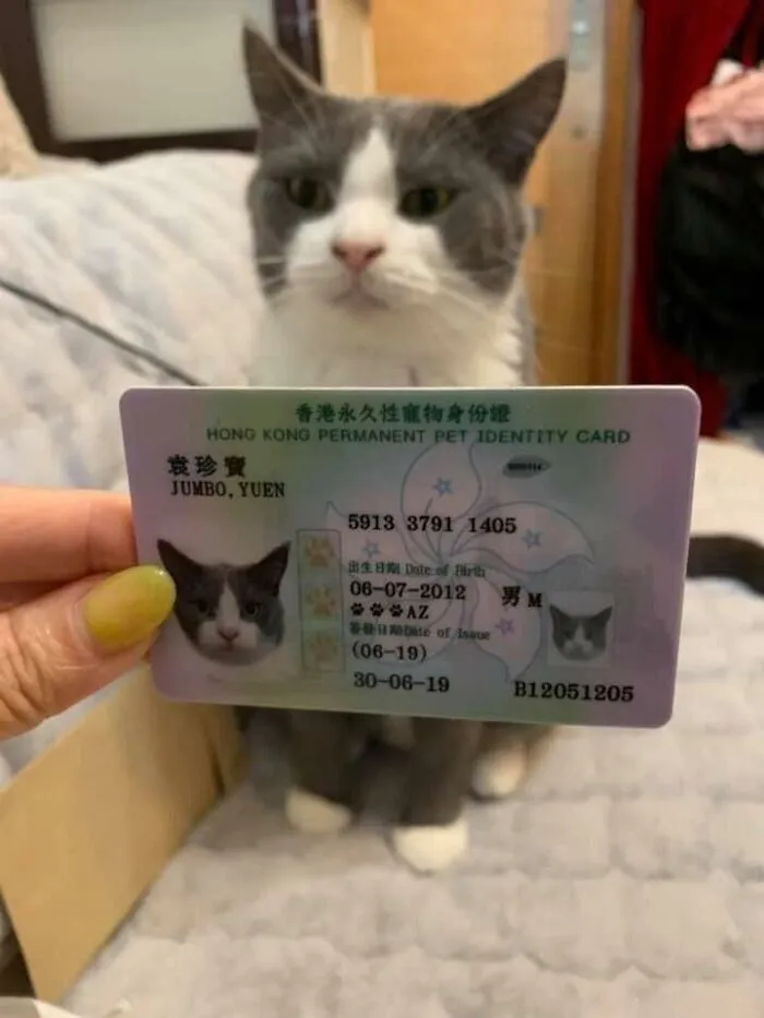 Cat behind a Hong Kong Permanent Pet Identity Card showing ingenious things around the world