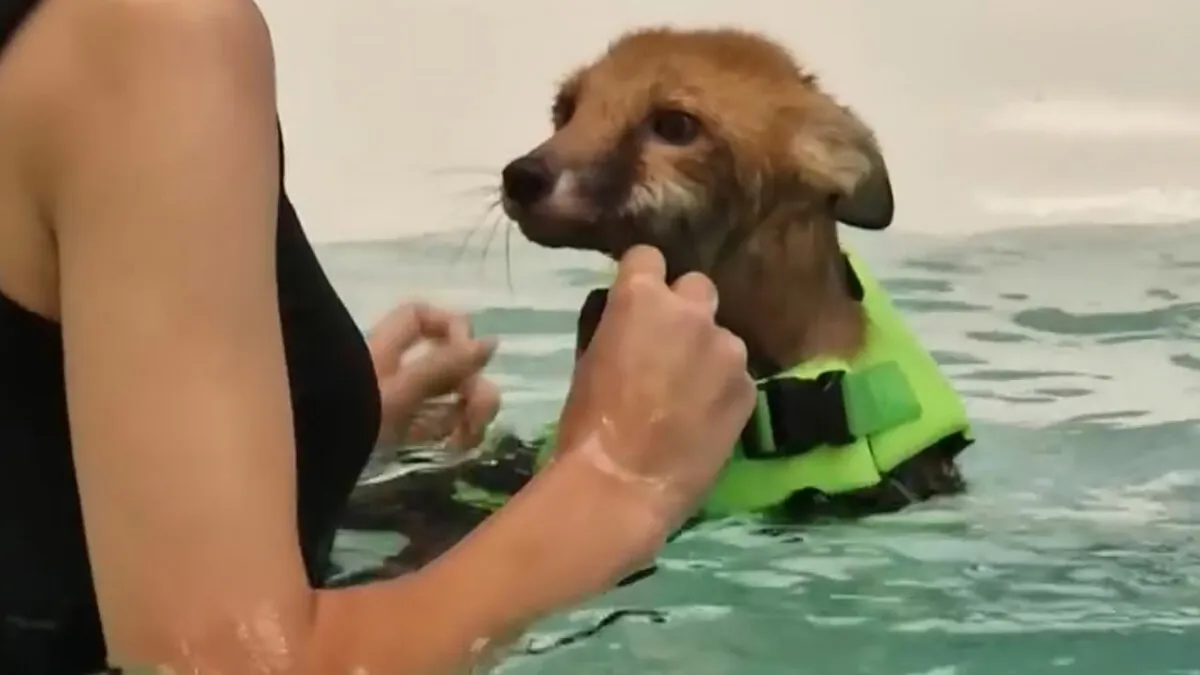 Fox Kit Given Little Hope Of Survival Gets A Second Chance Thanks To Swimming Lessons