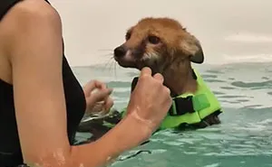 Fox Kit Given Little Hope Of Survival Gets A Second Chance Thanks To Swimming Lessons