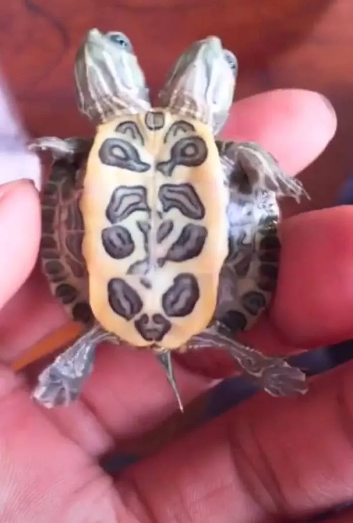 Creepy photos of a rare two-headed baby turtle held in a person's palm.