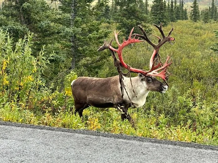 A reindeer shedding velvet from its bloody antlers captured in creepy photos.