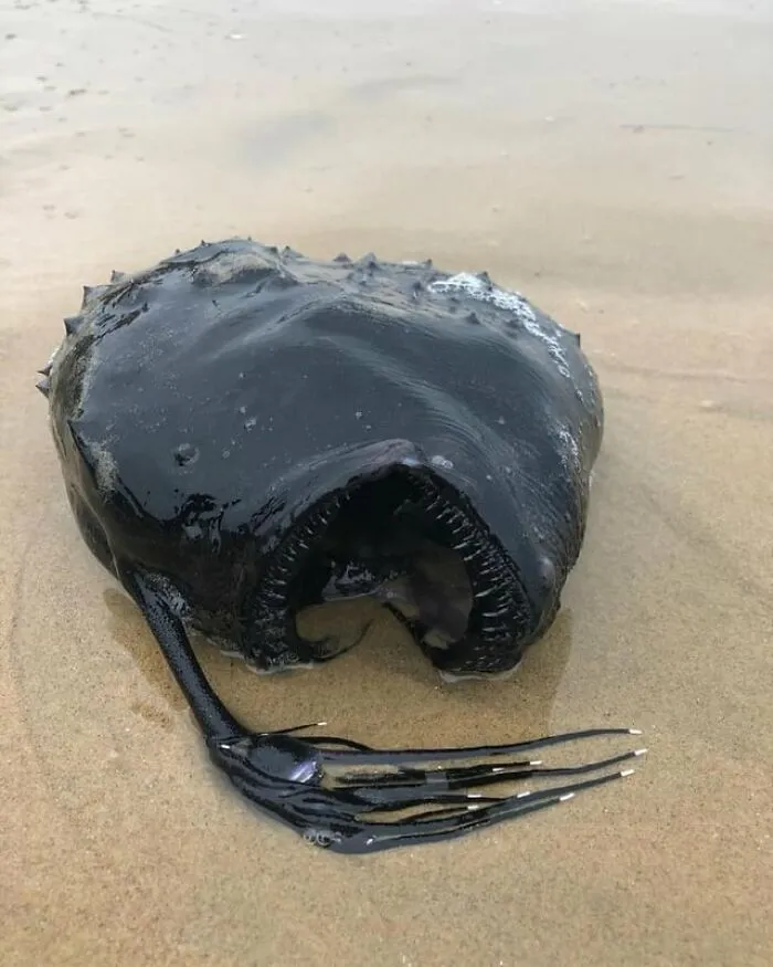 Slightly creepy photos of a strange, dark deep-sea anglerfish washed up on a sandy beach.