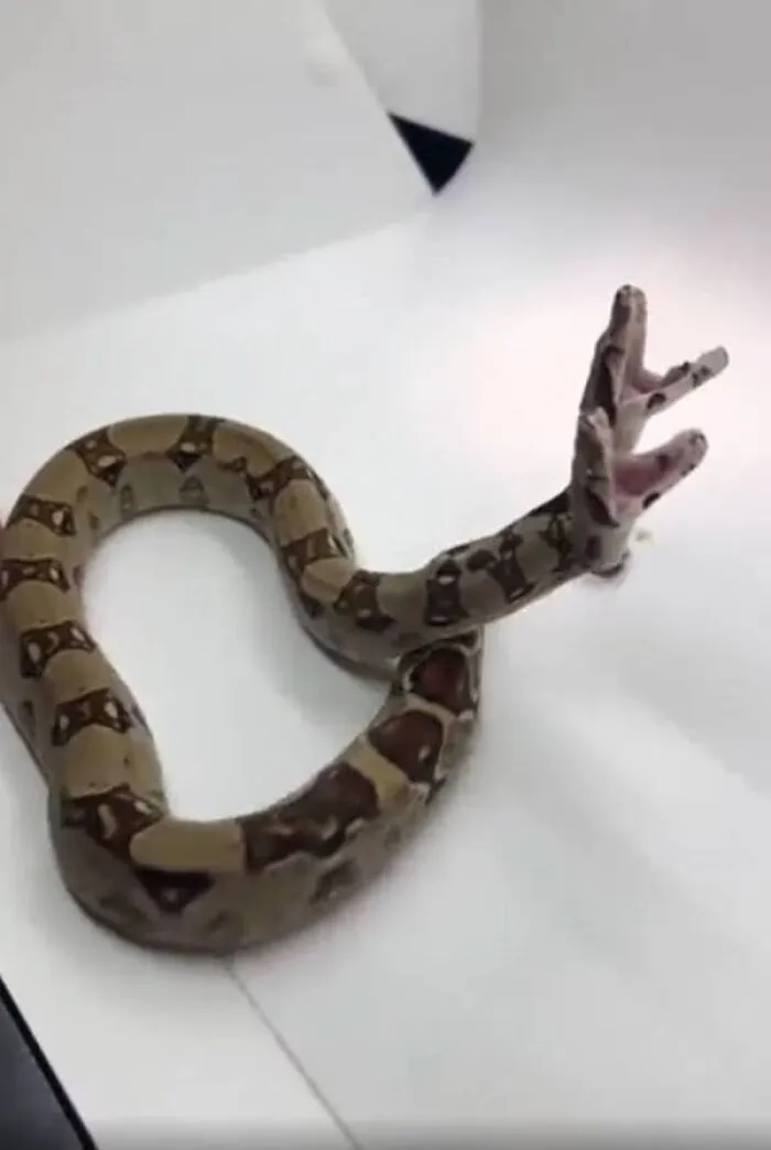 A two-headed snake rearing up with open mouths in weird and creepy photos.