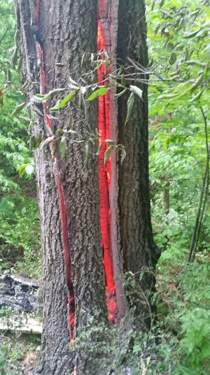A tree glowing red inside its split trunk giving off creepy photos feelings in the woods