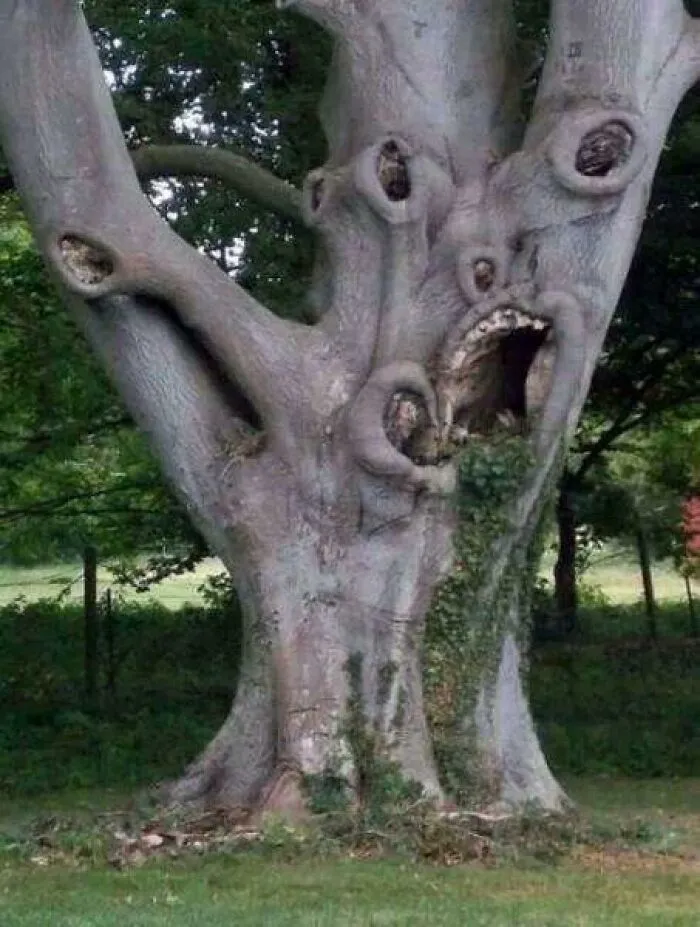 A weird and creepy photo of an old tree trunk with knot holes resembling a screaming face.