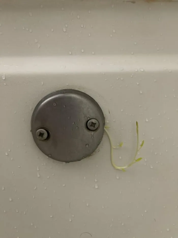 A weird photo showing small green plant sprouts growing out of a metallic bathtub drain.