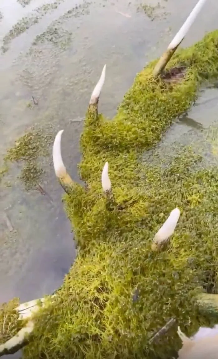 A creepy photo of sharp white bones protruding from a mossy surface near murky water.