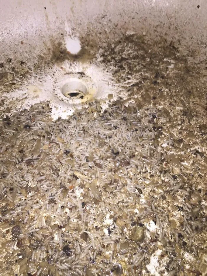 A gross and creepy photo of a clogged sink filled with hundreds of squirming maggots.