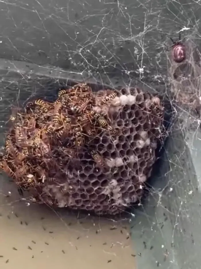 Wasp nest covered in spider webs, featured in weird photos.
