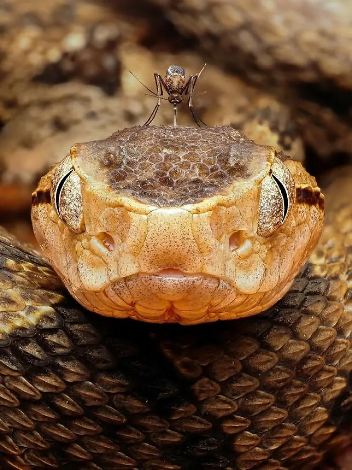 A mosquito perched on top of a viper snake head in a creepy photo close-up