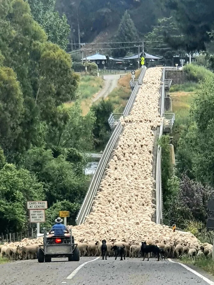 An entertaining picture of a massive flock of sheep walking across a bridge behind a farm vehicle.