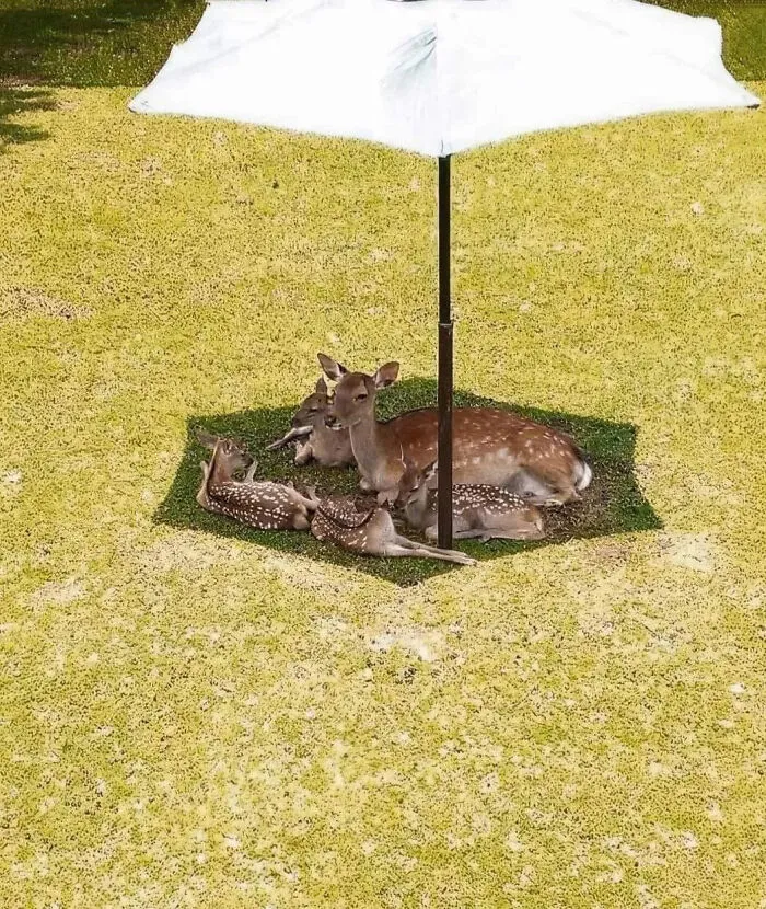 A group of young deer sharing a cool shaded spot under a beach umbrella.