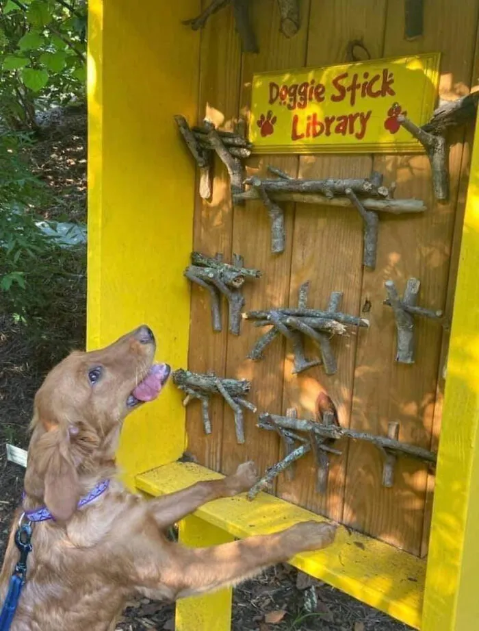 Happy golden retriever choosing a stick from an entertaining doggie stick library.