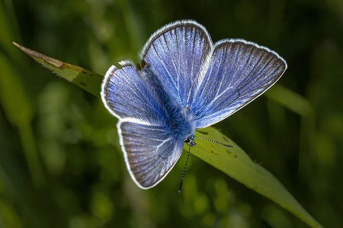 Blue butterfly resting on a green leaf symbolizing delicate worst-case scenarios