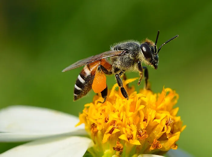 Honeybee collecting pollen on a yellow flower representing nature worst-case scenarios