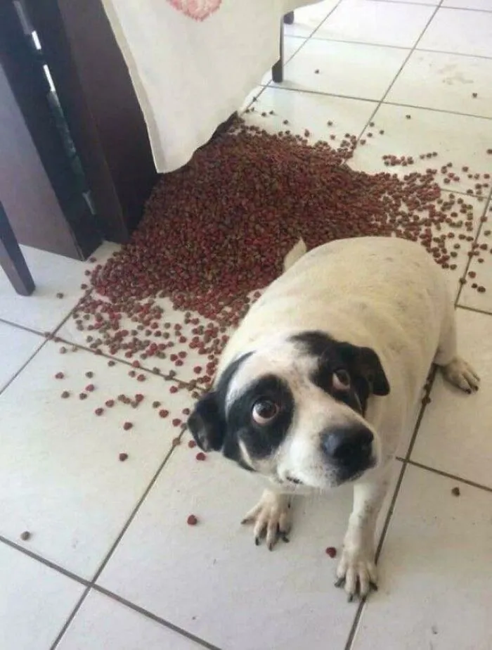 White and black dog sitting near spilled dog food on tiled floor