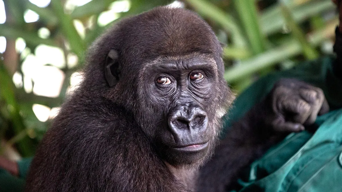 This Heartwarming Animal Rescue Is Proof That Dr. Jane Goodall's Spirit Lives On