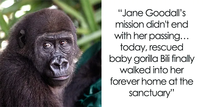 This Heartwarming Animal Rescue Is Proof That Dr. Jane Goodall's Spirit Lives On