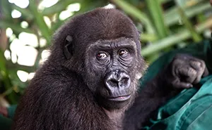 This Heartwarming Animal Rescue Is Proof That Dr. Jane Goodall's Spirit Lives On