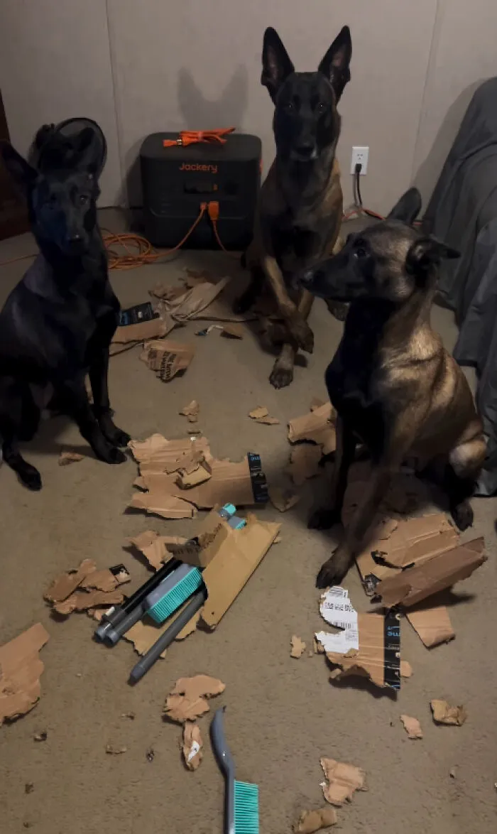 Three dogs surrounded by shredded cardboard depicting dogs causing trouble