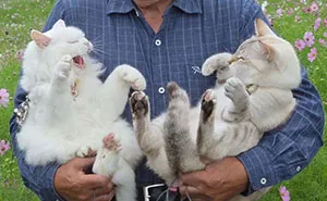 20 Hilarious Photos Of A Japanese Grandpa And His Cats Who Just Can't Get Along For The Camera