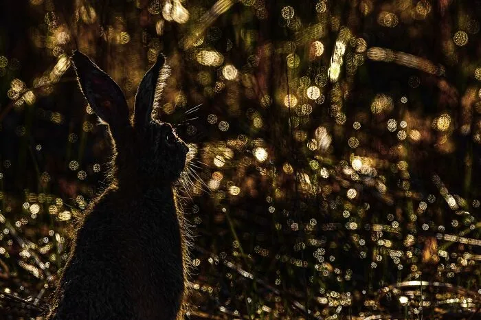 Close-up silhouette of rabbit with sparkling wildlife background