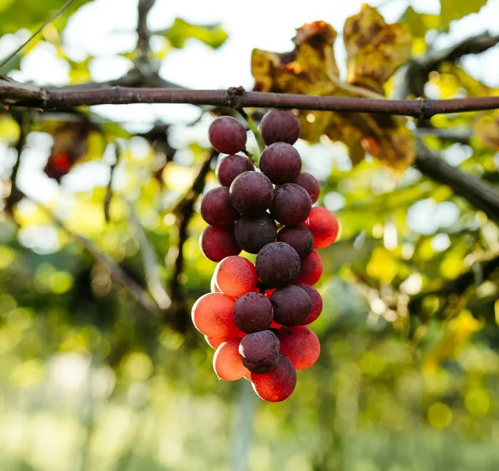 A cluster of grapes hanging from a vine, symbolizing a simple misunderstanding that tests partners intelligence