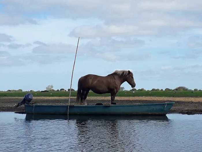 A horse standing behind a boat creating a perfectly confusing photo illusion of it floating.