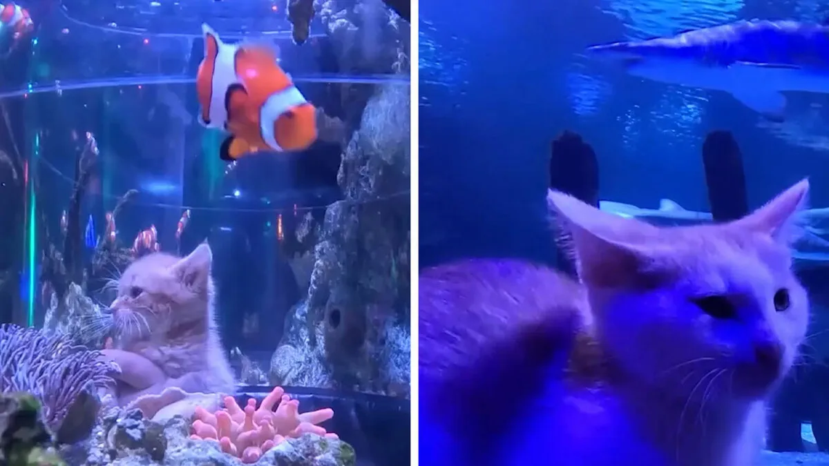 The Bitty Kitty Brigade Took Their Rescued Kittens On An Aquarium Field Trip, And It Was Adorable