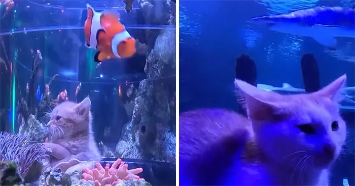 The Bitty Kitty Brigade Took Their Rescued Kittens On An Aquarium Field Trip, And It Was Adorable