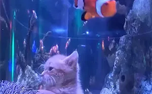 The Bitty Kitty Brigade Took Their Rescued Kittens On An Aquarium Field Trip, And It Was Adorable