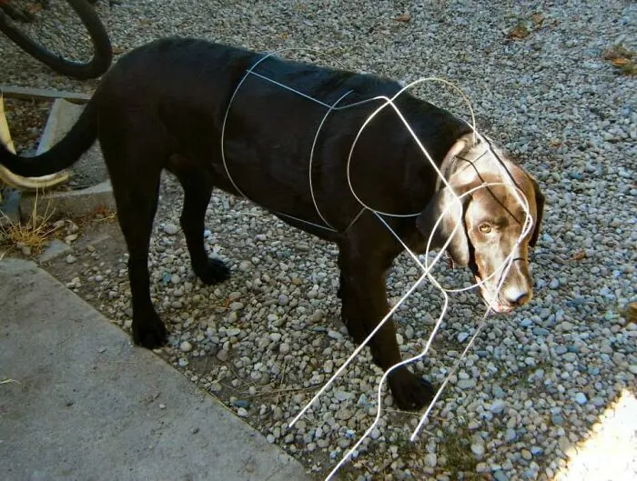 Black dog caught inside wire frame on gravel outdoors
