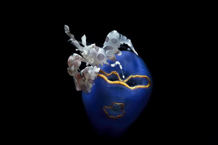 Transparent shrimp with polka dots on blue coral in underwater macro photo