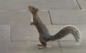 Man And Tower Bridge Wild Squirrel Build Wholesome Friendship Over Soft-Serve Treats