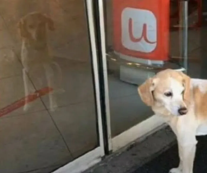 A perfectly confusing photo showing a dog looking at its own reflection in a glass door.