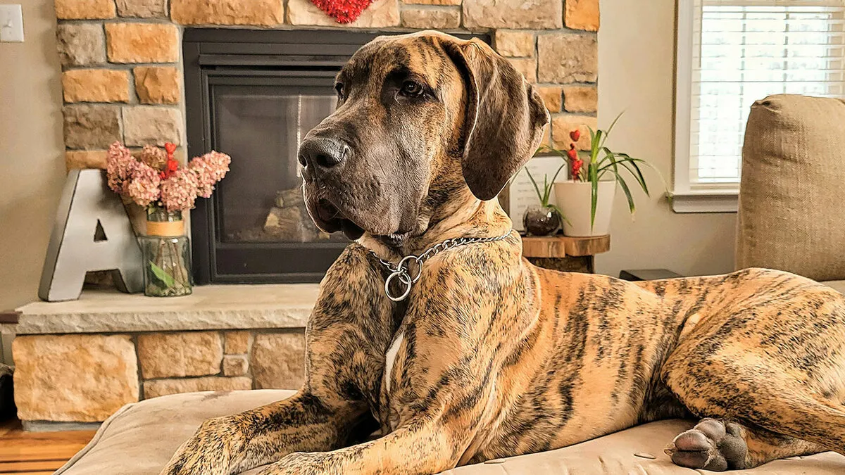 Guy Adopts His "Dream Dog" While GF Is Recovering From Surgery, It Becomes Eye-Opening For Her