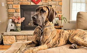 Guy Adopts His "Dream Dog" While GF Is Recovering From Surgery, It Becomes Eye-Opening For Her