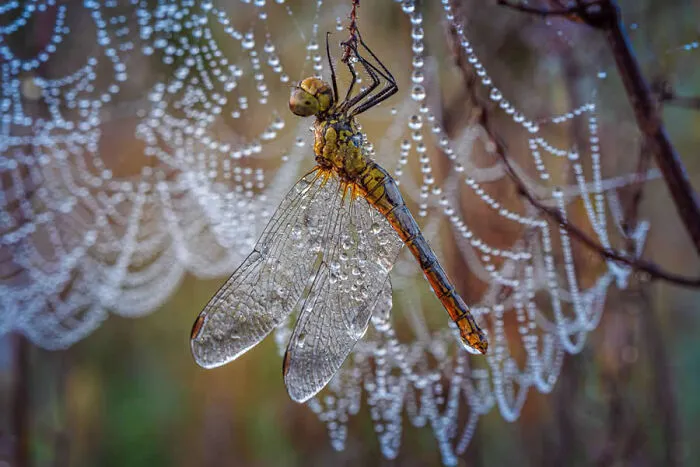 A delicate dragonfly covered in dew hanging near a dew-laden spiderweb in a stunning macro photo.