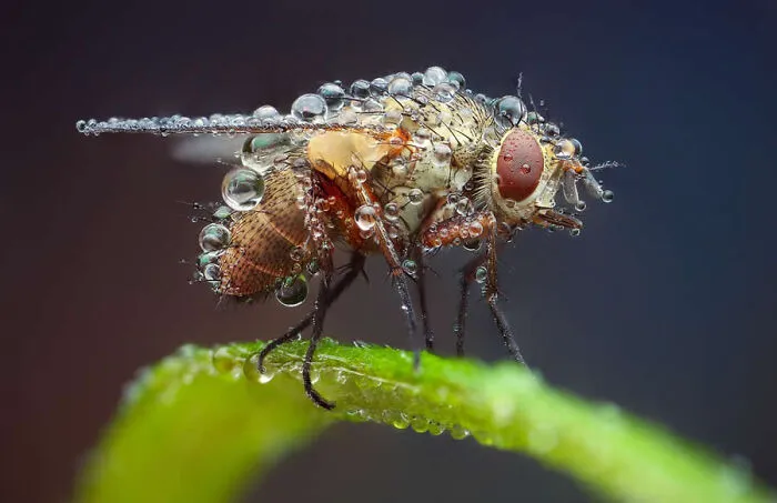 Extreme close-up macro photo of a fly coated in shining water droplets resting on a green stem.