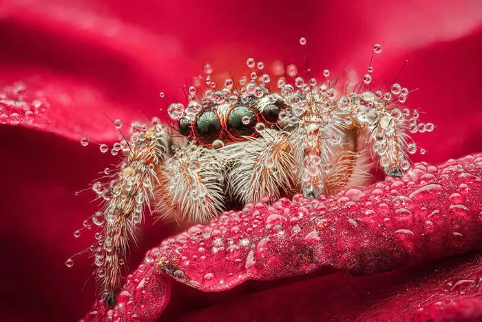 Stunning macro photo of a jumping spider adorned with sparkling dew drops on a bright red petal.