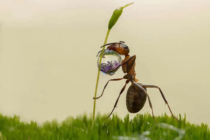 Macro photo of an ant holding a clear water droplet reflecting purple flowers.