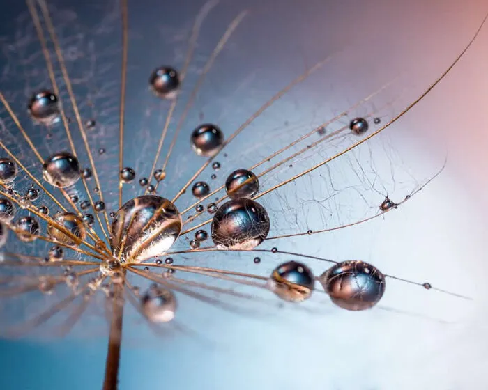 Detailed macro photo of water droplets resting delicate dandelion seed fibers.