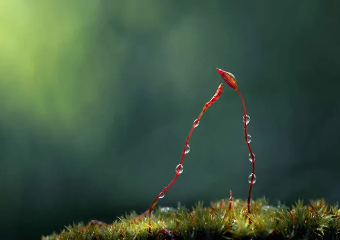Detailed macro photos of thin moss stems covered in small dew drops.